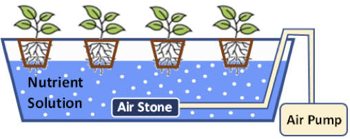 Deep Water Culture (DWC) System